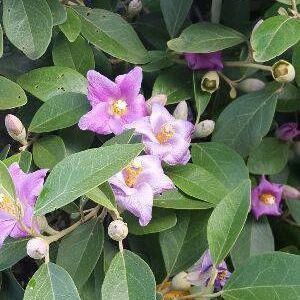 Meet your Posher, Alison